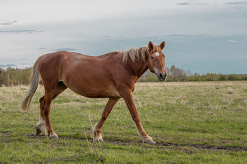 A brown beautiful horse goes through the pasture, turns his muzzle