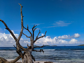 A Dead Tree Rests on a Beach on La Digue Island