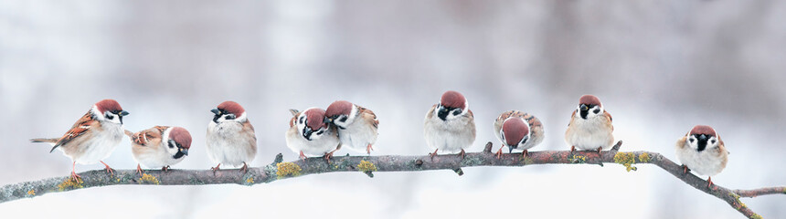 panoramic photo with a group of small funny birds sparrows sit on a branch in different poses in a...