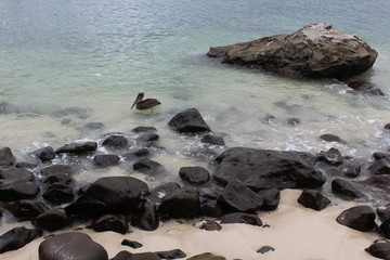 Pelicano nadando