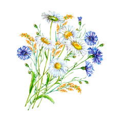 Illustration with cornflowers and chamomile on white background.