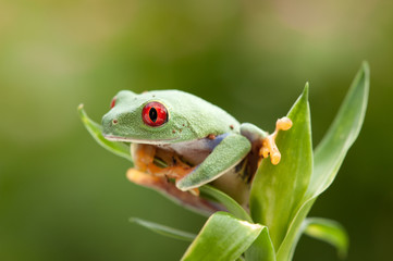 Agalychnis callidryas