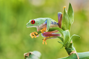 Agalychnis callidryas