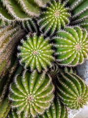 Green and small cactus in a pot