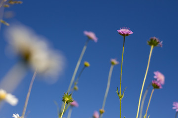 Auf der Wiese liegen