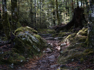 path through a mossy forest in new zealand