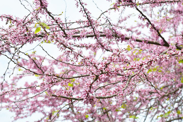 Fototapeta premium Beautiful cherry blossom in spring for background.