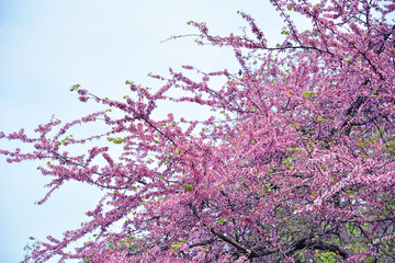 Cherry blossom in spring for background. Cherry tree branches.