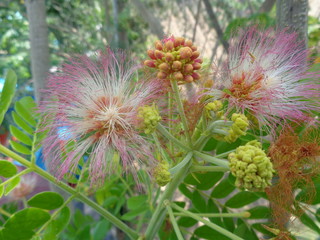 Monkey pod tree flower natural background