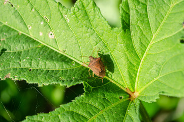 Brown Stink Bug On Okra Leaf