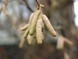 catkins of the hazel in the autumn