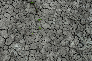 tree is trying to crawl over dry land or soil during the dry season.