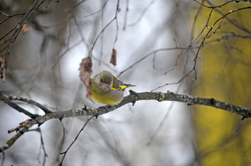 Carduelis chloris in the wild. Birds arriving in spring from warm lands