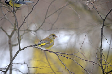 Carduelis chloris in the wild. Birds arriving in spring from warm lands