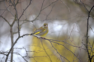 Carduelis chloris in the wild. Birds arriving in spring from warm lands