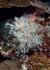 Naklejka na ściany i meble Soft coral of the family Xeniidae close-up