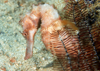 Estuary seahorse close up. Underwater photography, Philippines.