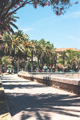 Palmen an der Bucht in Ajaccio, Korsika