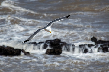 Flying seagull. Port of Essaouira. Morocco. Africa