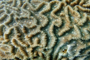 Photo of hard coral with strong magnification. Philippines.