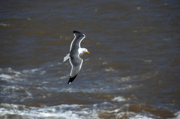 Flying seagull. Port of Essaouira. Morocco. Africa