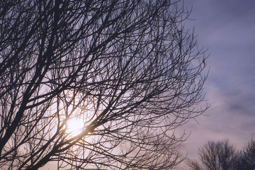 Autumn sun through the branches of a tree. Contour dark silhouettes of tree branches against the background of the sun and cold cloudy sky.