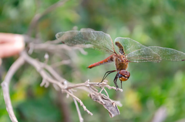 The Back Of Sympertrom Dragonfly