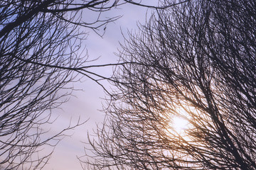 Autumn sun through the branches of a tree. Contour dark silhouettes of tree branches against the background of the sun and cold cloudy sky.