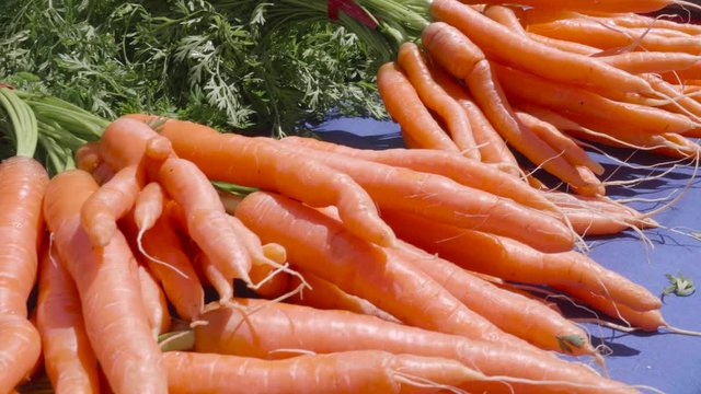 Bright fresh carrots on a blue cloth at a farmer's market in slow motion