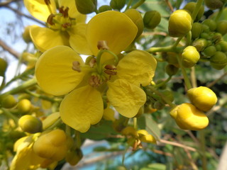 Siamese senna (yellow jowar) flower with natural background
