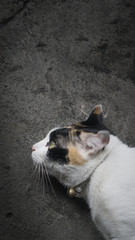 Fluffy Persian cat. Very cute.