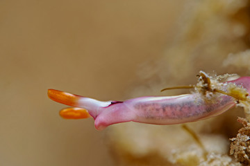 White-bump sapsucking slug, Weisshöcker Saftsauger (Thuridilla albopustulosa)