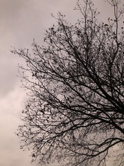 silhouette of a pecan tree in winter