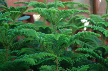 fern in the forest