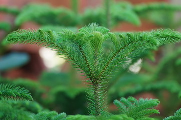 green leaves of fern