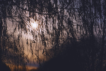 Autumn sun through the branches of a tree. Contour dark silhouettes of tree branches against the background of the sun and cold cloudy sky.