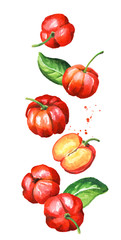 Falling fresh ripe Acerola Barbados cherry, Whole and cut fruits. Watercolor hand drawn illustration isolated on white background