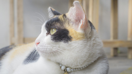 The three colored cats look up at the sky with cute big round eyes