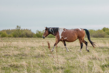 Naklejka na ściany i meble A beautiful horse of unusual color gracefully goes along the pasture.