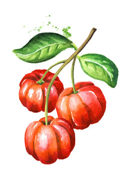 Branch of Acerola berries with leaves. Barbados cherry. Watercolor hand drawn illustration isolated on white background