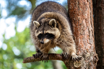 Full body of adult common raccoon on the tree branch