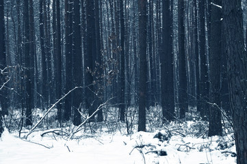 Gloomy winter forest