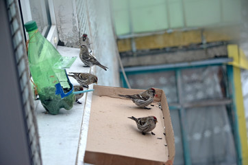 Acanthis flammea in natural habitat. Birds in the forest
