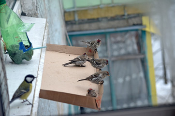 Acanthis flammea in natural habitat. Birds in the forest