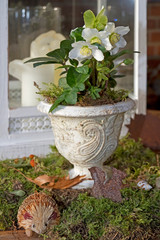 Christrose in einem weißen VIntage-Gefäß