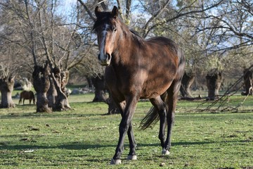 horse in a field