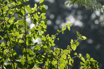 green leaves in sunlight
