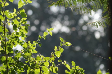 green leaves of a tree in spring