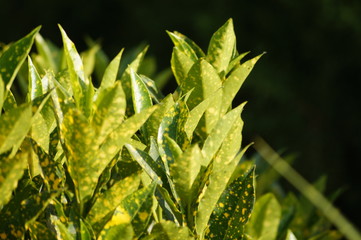 green leaves of a tree