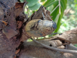 Lepidiota stigma (ampal) the exotic animal from asia (indonesia)